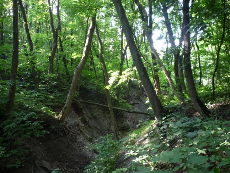 Несвоя з panoramio.com - Несвоя