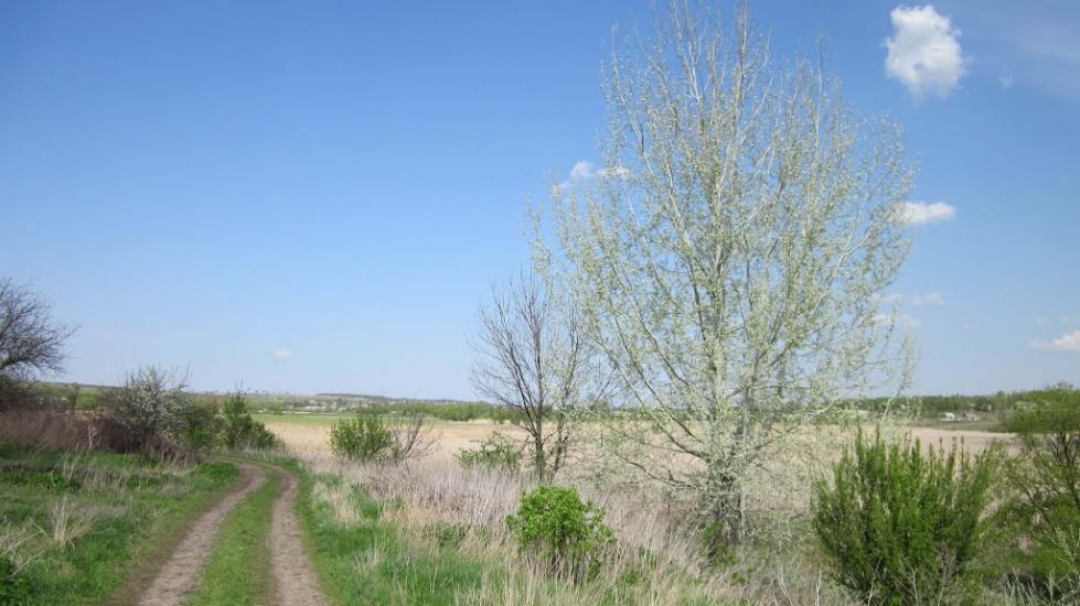 Зеленівка з panoramio.com - Зеленовка