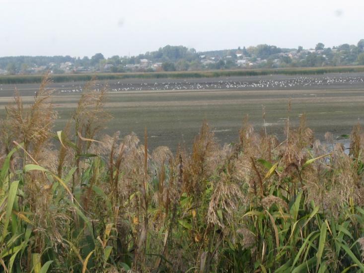 Сукачі з panoramio.com - Сукачи