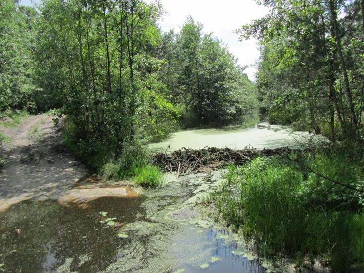 Самари-Оріхові з panoramio.com - Самари-Оріхові