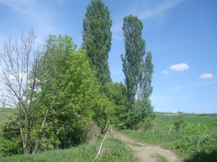 Шаровечка з panoramio.com - Sharovechka
