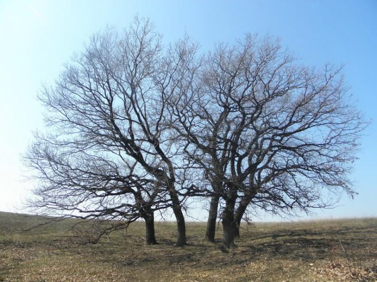 Медвежанка з panoramio.com - Медвежанка