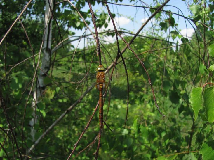 Березівка з panoramio.com - Березівка