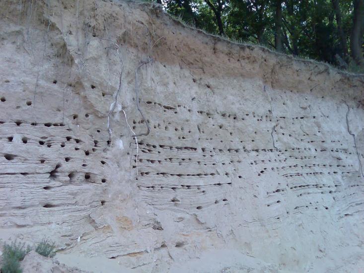 Кормань з panoramio.com - Кормань