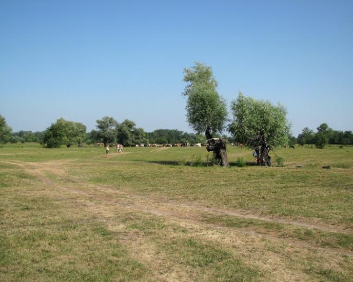 Бірки з panoramio.com - Борки