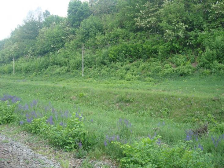 Нестерівці з panoramio.com - Нестеровцы