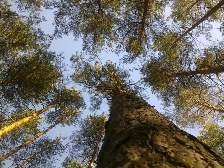 Рубці з panoramio.com - Рубцы