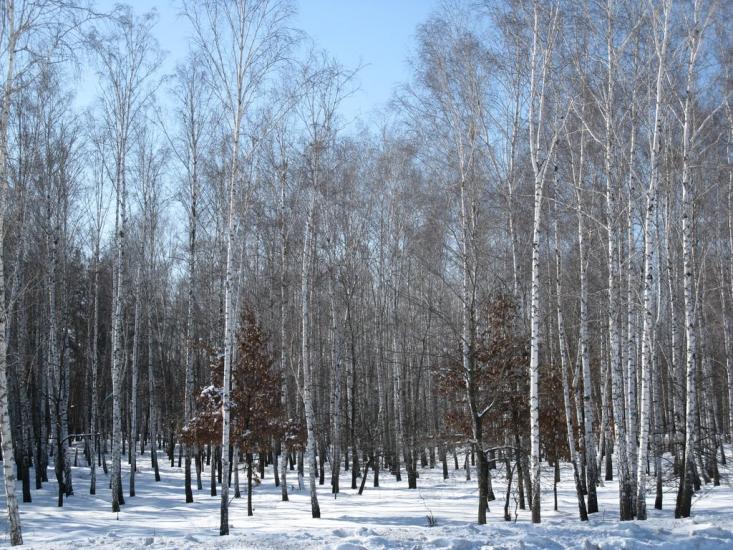 Привілля з panoramio.com - Pryvillya