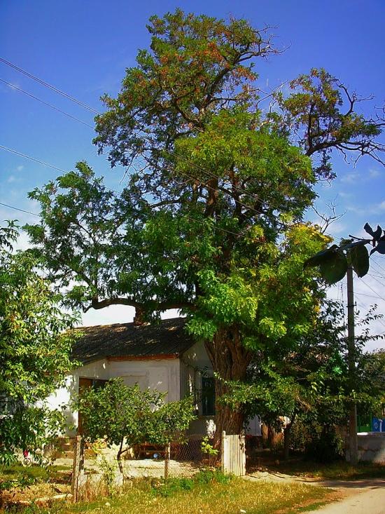 Кочергіне з panoramio.com - Кочергино