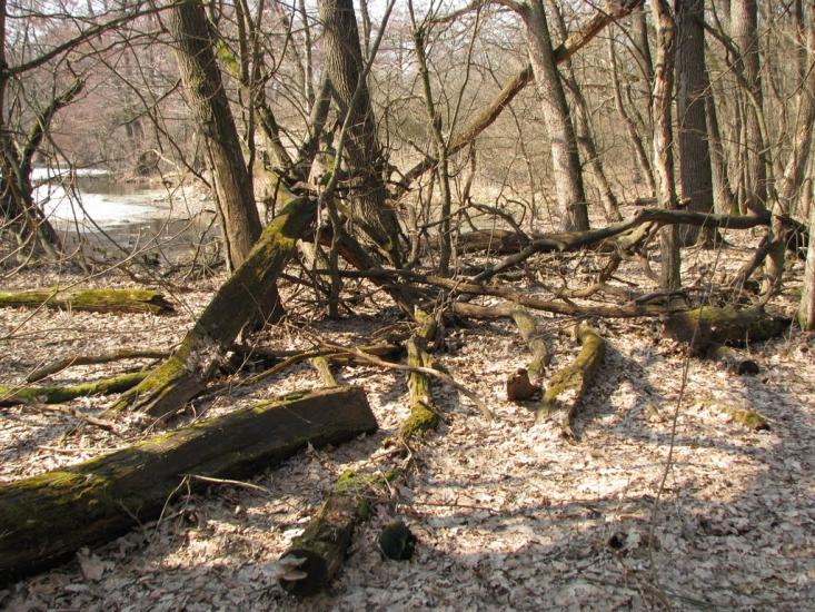 Підлісне з panoramio.com - Pidlisne
