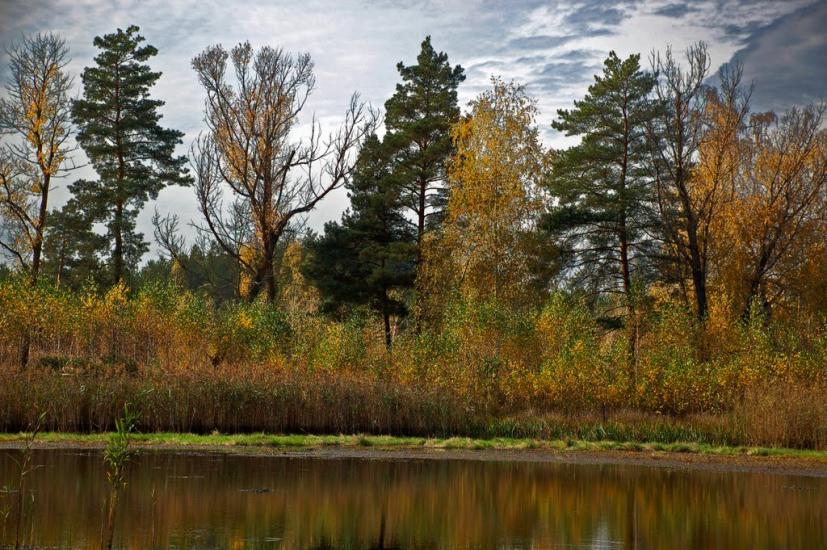 Червоні Квіти з panoramio.com - Chervoni Kvity