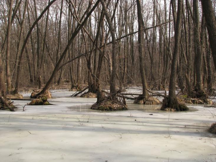 Підлісне з panoramio.com - Pidlisne