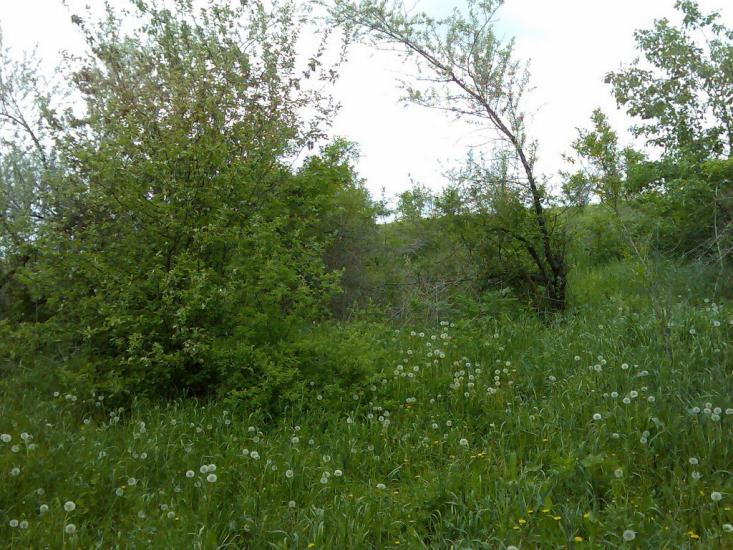 Фрунзівка з panoramio.com - Фрунзівка