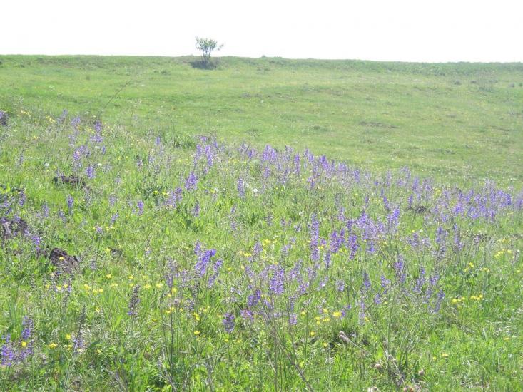 Єлизаветівка з panoramio.com - Єлизаветівка