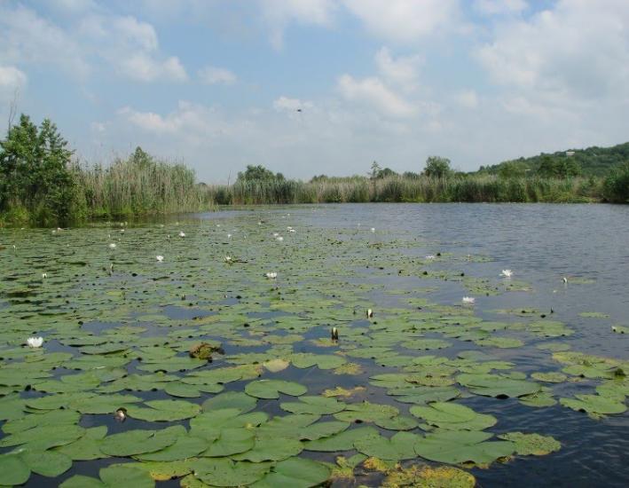 Литвинівка з panoramio.com - Литвиновка