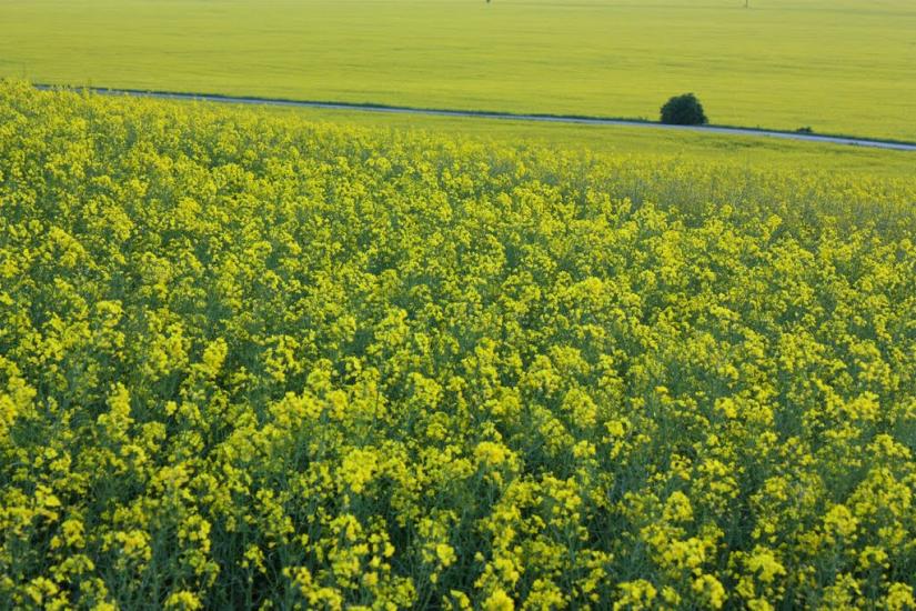 Підлисся з panoramio.com - Pidlyssya