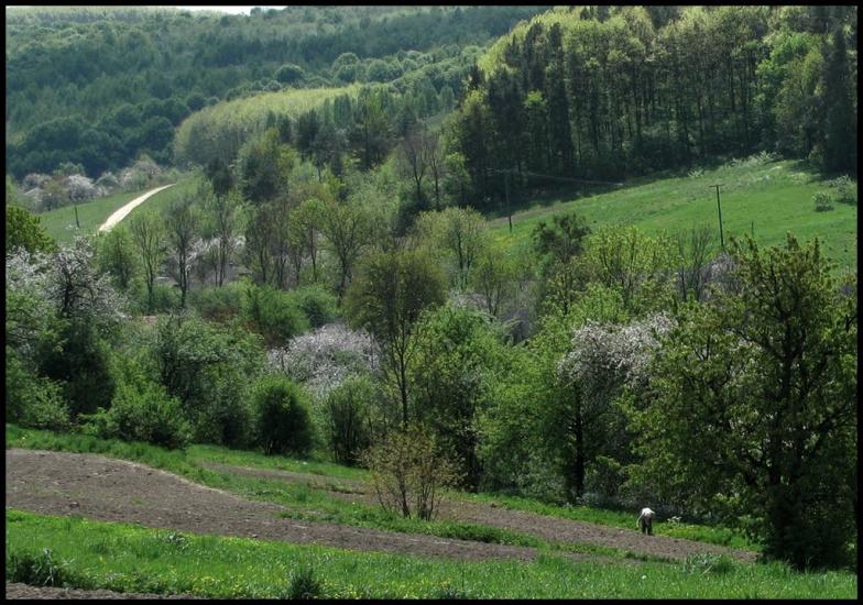 Вишнів з panoramio.com - Vyshniv