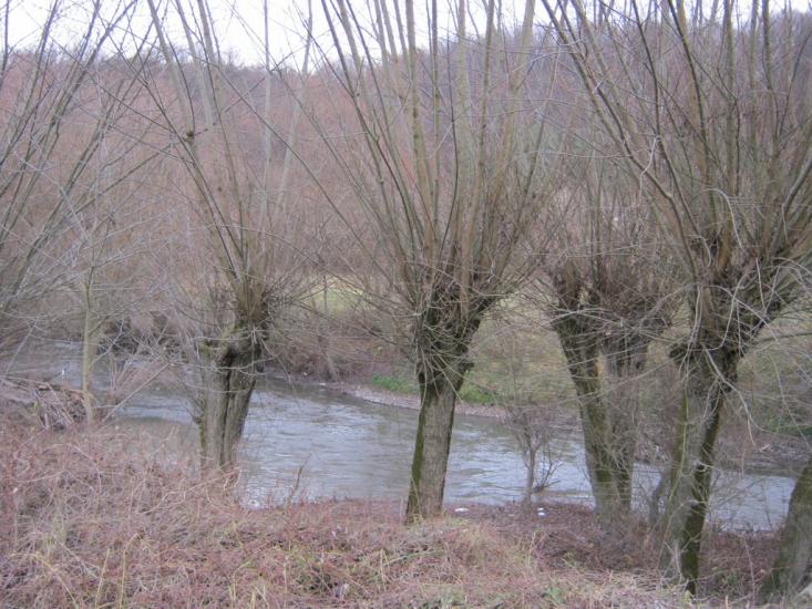 Золота Липа з panoramio.com - Золотая Липа