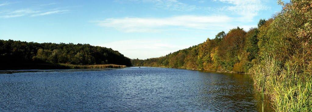Вільха з panoramio.com - Ольха