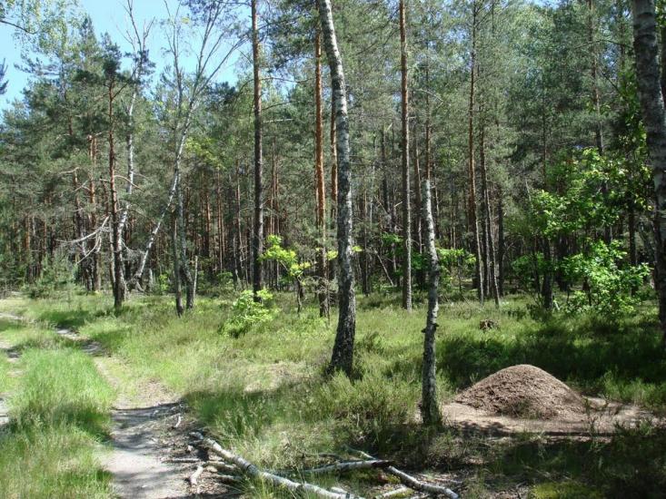 Хрипськ з panoramio.com - Khrypsk