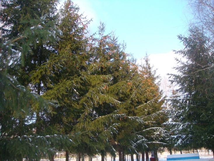 Переяслівка з panoramio.com - Переяслівка