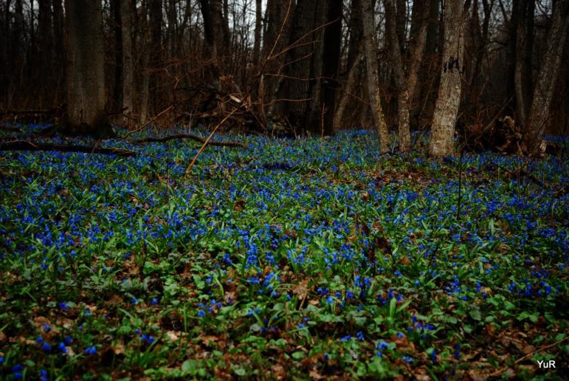 Буланове з panoramio.com - Bulanove