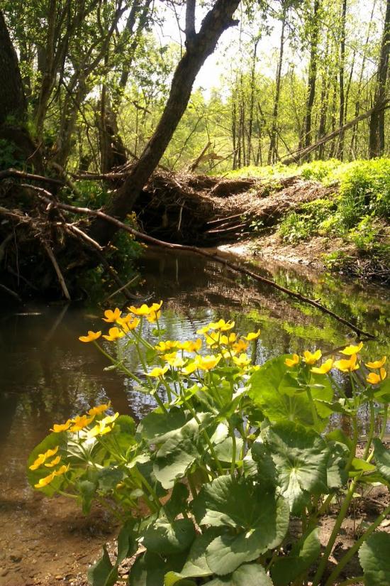 Верхобуж з panoramio.com - Верхобуж