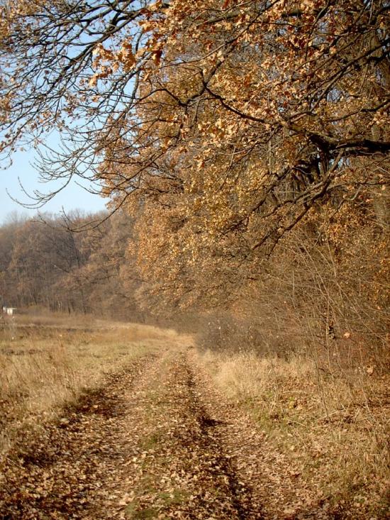 Старий Мерчик з panoramio.com - Старий Мерчик