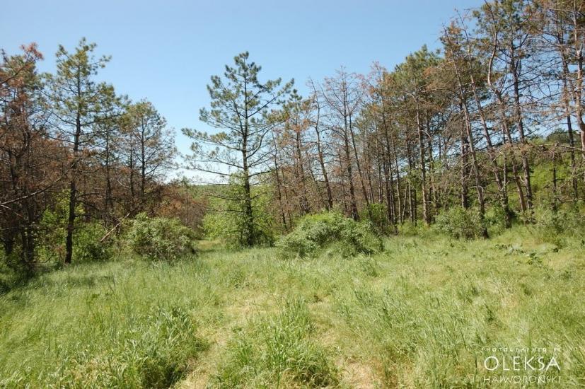 Красна Зоря з panoramio.com - Красна Зоря