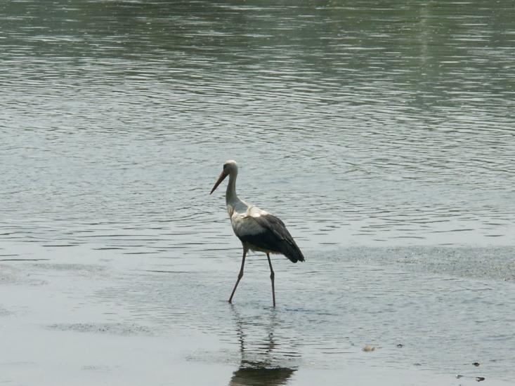 Перебиківці з panoramio.com - Перебыковцы