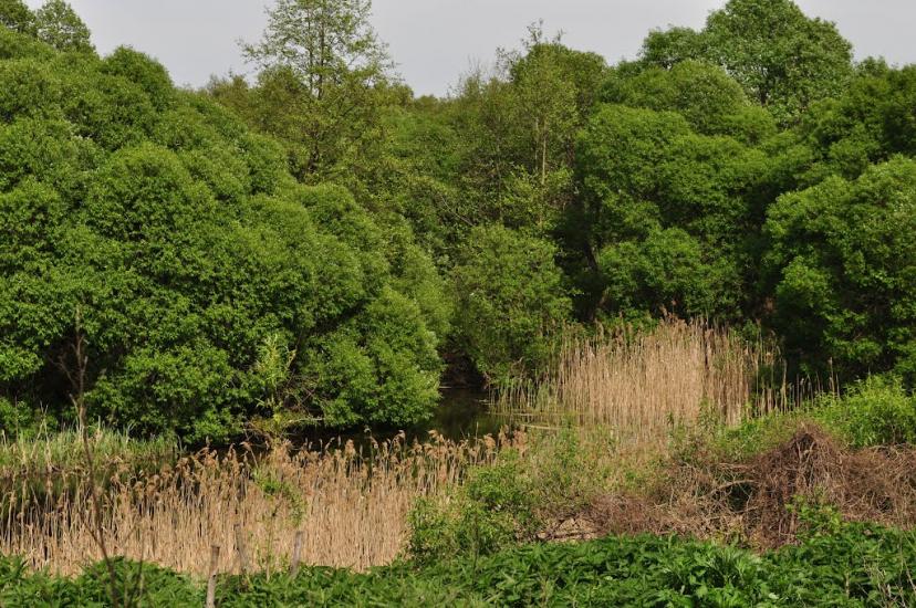 Смош з panoramio.com - Смош