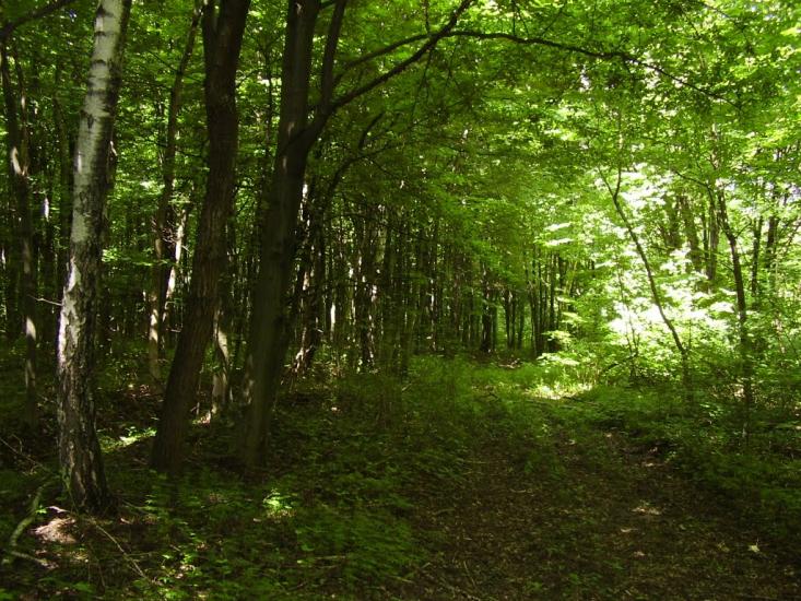 Коржівці з panoramio.com - Korzhivtsi