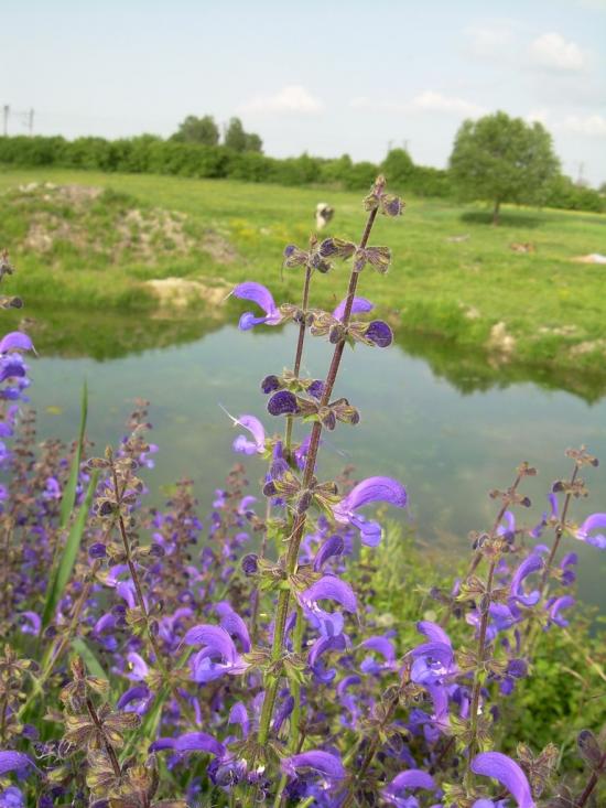 Українка з panoramio.com - Українка