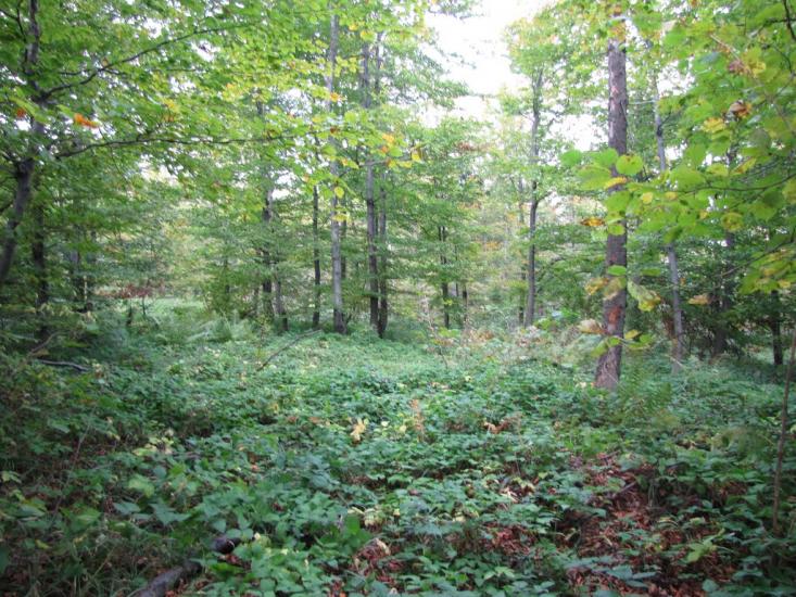 Опака з panoramio.com - Opaka