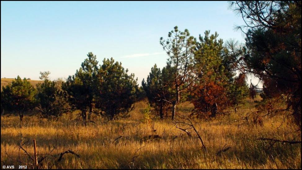 Миколаївка Друга з panoramio.com - Миколаївка Друга