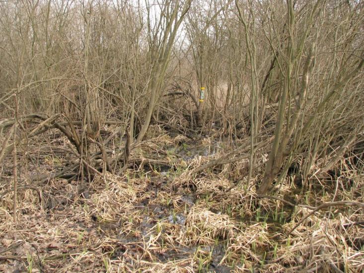 Підлісне з panoramio.com - Pidlisne