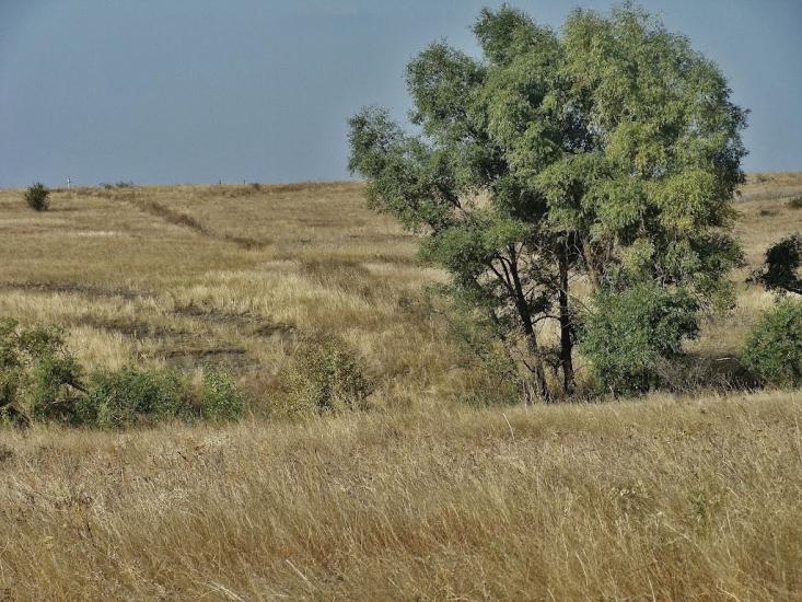 Цупки з panoramio.com - Цупки