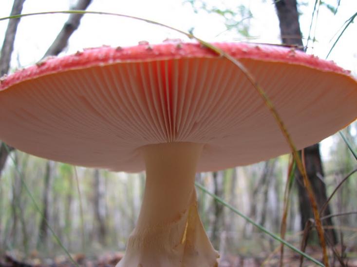 Кицівка з panoramio.com - Kytsivka