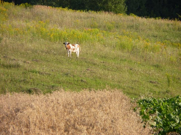 Острів з panoramio.com - Острів