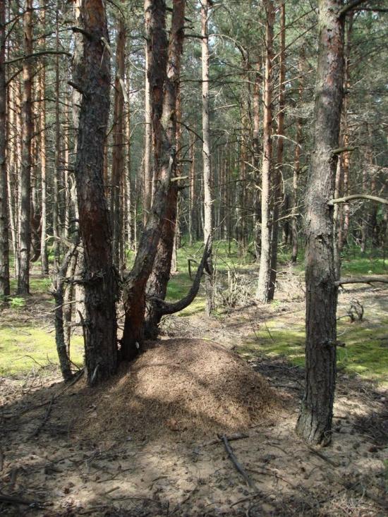 Хрипськ з panoramio.com - Khrypsk