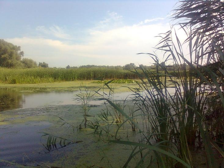 Кам'яні Потоки з panoramio.com - Kamyani Potoky