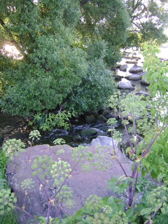 Рогізна з panoramio.com - Рогізна