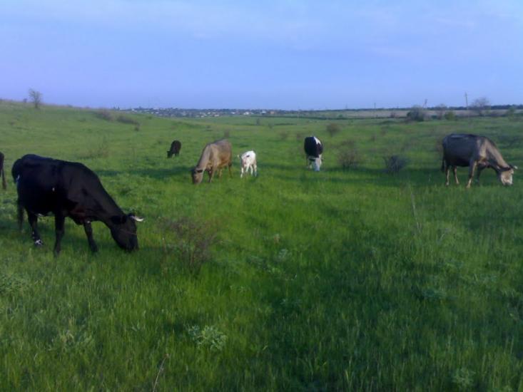 Ленінське Перше з panoramio.com - Ленінське Перше