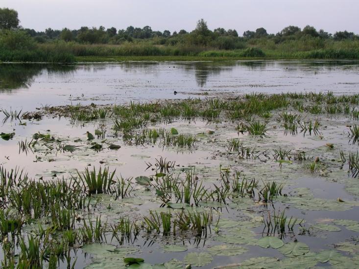 Сваловичі з panoramio.com - Сваловичи