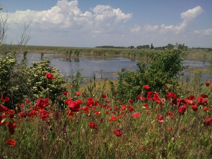 Нова Некрасівка з panoramio.com - Nova Nekrasivka