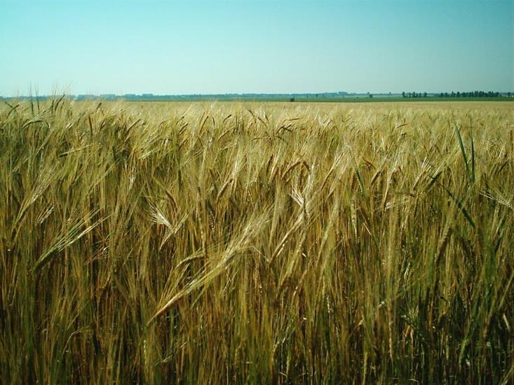 Кам'яна Яруга з panoramio.com - Кам'яна Яруга