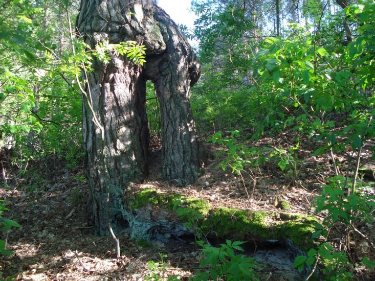 Семки з panoramio.com - Семки