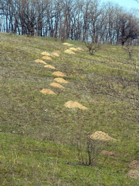 Придніпрянське з panoramio.com - Придніпрянське
