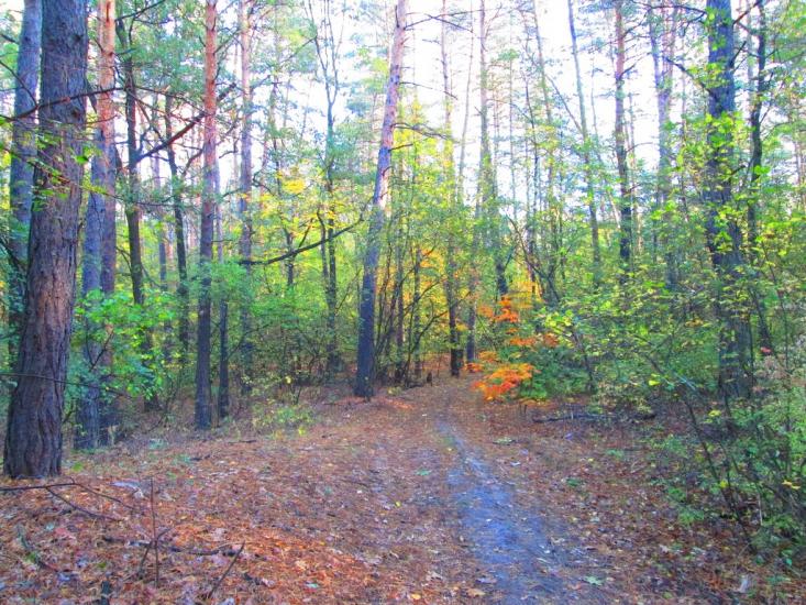 Бірки з panoramio.com - Бірки