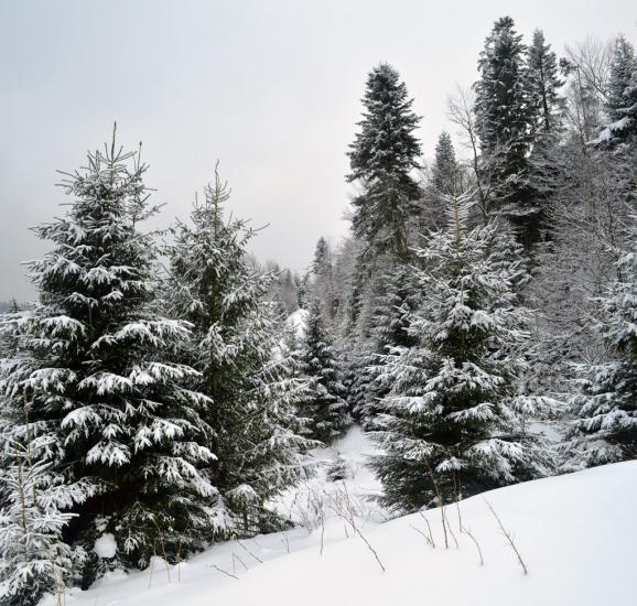 Вороненко з panoramio.com - Вороненко